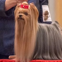 Yorkshire Terriers from Caraneal Yorkies