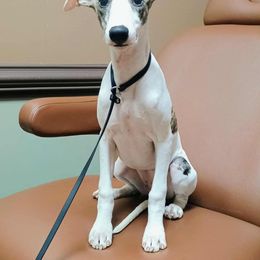 Black Collar Boy - White and fawn brindle male Whippet puppy in Holly Springs, Mississippi from Crossway Akitas, Whippets, & Russian Toys