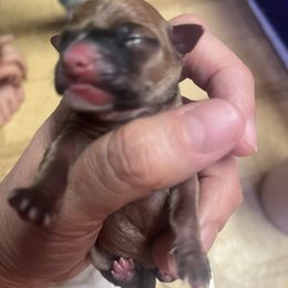 Chihuahua Puppies from Tammy's Chihuahuas