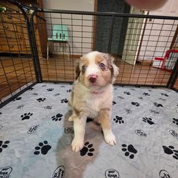Suri - Red merle female Australian Shepherd puppy in Oak Ridge, Missouri from Myers Farm Aussies
