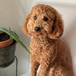 Emma - Goldendoodle