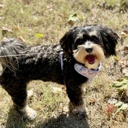 Annie - Havanese
