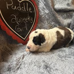 Puddle - Brown and white female Saint Berdoodle puppy in Traverse City, Michigan from Bare Paws Saint Berdoodles