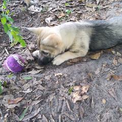 Swedish Vallhund Puppies from Skyfyre Swedish Vallhunds