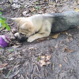 Swedish Vallhund Puppies from Skyfyre Swedish Vallhunds