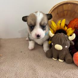 Aquaman - Sable male Pembroke Welsh Corgi puppy in Millsap, Texas from Punchy Pembroke Ranch