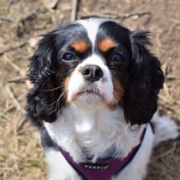 Cavalier King Charles Spaniel All Grown Up from Cavi Love
