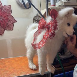 Samoyed Puppies from Better’s Samoyeds