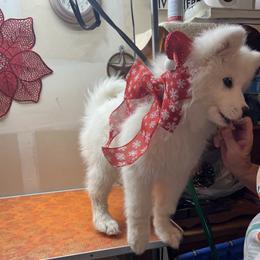 Samoyed Puppies from Better’s Samoyeds
