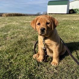Labrador Retriever Puppies from Copper Clover Labradors