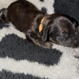 Orange - Brindle male Dachshund puppy in Mountain Home, Arkansas from Southern Charm Kennels