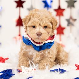 Cavapoo, Cockapoo, Maltipoo, and Poodle Puppies from My Doodle Puppy