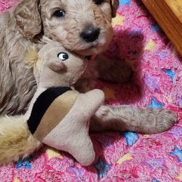 Pink collar (Daisy) - Apricot female Poodle puppy in Stephentown, New York from Creme de la Poodle, standard poodles