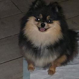 Millie - Pomeranian