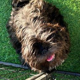Sissy in - Brindle female Shih Tzu puppy in Victorville, California from Precioustzus