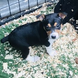 Rat Terrier Puppies from Kicking Bear