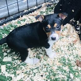 Rat Terrier Puppies from Kicking Bear