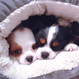 Cavalier King Charles Spaniels from La Bastide Cavaliers