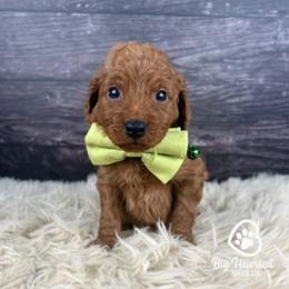 Peely - Sable male Goldendoodle puppy in Utah County, Utah from Big Hearted Breeders