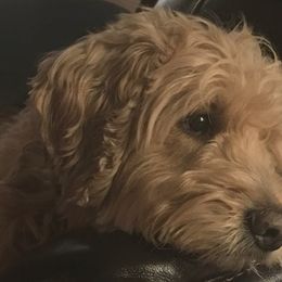 Samson or Sam - Goldendoodle
