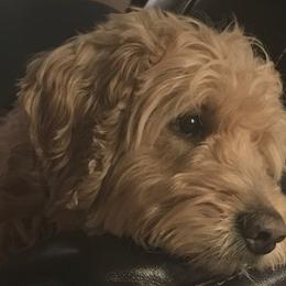 Samson or Sam - Goldendoodle