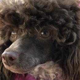 Assorted Doodle Crosses, Pomeranians, and Poodles from Bee Mine Poodles, Doodles and Pomeranians
