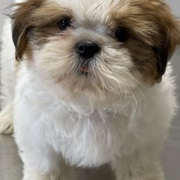 Shih Tzus from Texas Shih tzu crew Shih Tzus