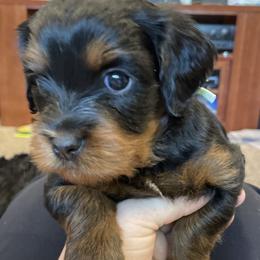 Cavapoo Puppies from Clover Patch Cavapoos
