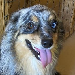 Dusty - Miniature Australian Shepherd
