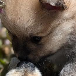 Pomeranians from TAMARA PLANIDA