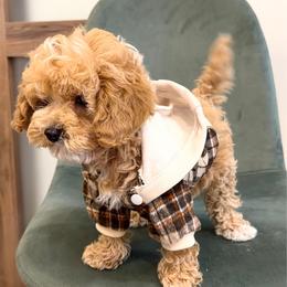 Trained Boy 3250 free USdelivery - Apricot male Goldendoodle puppy in Mayfield, Utah from Ruff Country Doodles