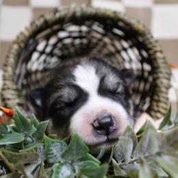 Pink - Black and white female Siberian Husky puppy in York, Pennsylvania from Spalla Pups
