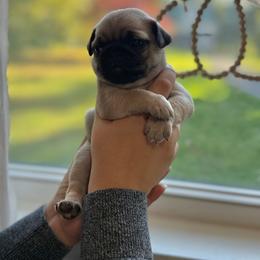 Kevin - Fawn male Pug puppy in Damascus, Maryland from Elly & Junior’s Legacy