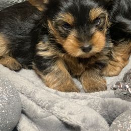 Yorkshire Terrier Puppies from YorkiStars