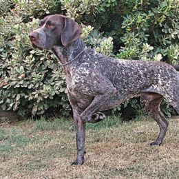 German Shorthaired Pointers and Pointers from Paladen Pointers & German Shorthaired Pointers