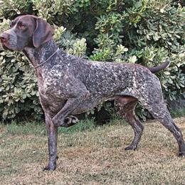 German Shorthaired Pointers and Pointers from Paladen Pointers & German Shorthaired Pointers