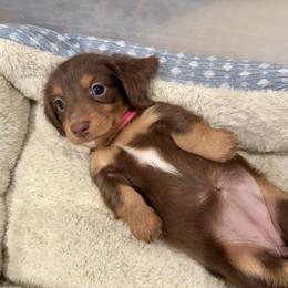 NESTLE(hot pink) - Chocolate and tan female Dachshund puppy in Vero Beach, Florida from Joseph’s Dachshunds