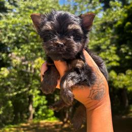 Blue Boy - Black and tan male Yorkshire Terrier puppy in Cornelia, Georgia from Kruz Kennels