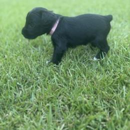 Miniature Schnauzer Puppies from Rebecca LeBoeuf