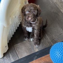Goldendoodle Puppies from DM Hilltop FURfamily