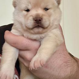 Girl 2 - Cream female Shiba Inu puppy in Atlanta, Georgia from Halo Siberians & Shiba Inu