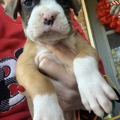 Boxer Puppies from Blueberry Hill Boxers