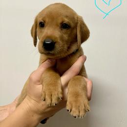 Teal - Yellow female Labrador Retriever puppy in Newaygo, Michigan from Royal Oak Gundogs