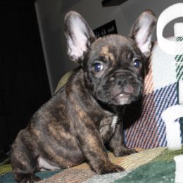 Huda - Brindle female French Bulldog puppy in Whittier, California from West Coast Bullies & Frenchies