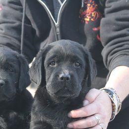 Labrador Retriever Puppies from Brookstone labs