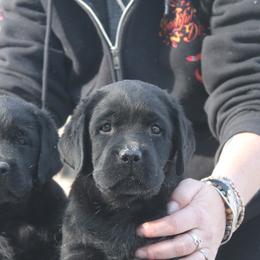 Labrador Retriever Puppies from Brookstone labs