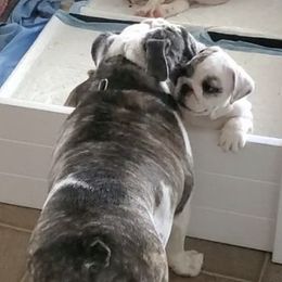 Bichon Frises, Bulldogs, and French Bulldogs from Arralaine Pups