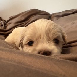 Orange Collar - Cream male Lhasa Apso puppy in Port Royal, Virginia from Hearth and Hound Family Farms