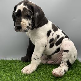 Great Dane Puppies from Top Brackett Danes