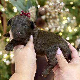 Dove - Chocolate female Goldendoodle puppy in Miami, Florida from Jade’s Paws & Co. Of Miami LLC